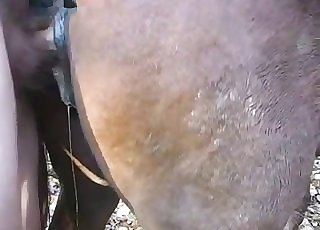 Brown pony nailed by a pale-ass due