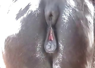 Dark-skinned horse is having all kinds of animal sex at the farm