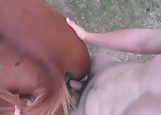 Horse screwed from behind