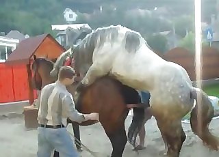 Pair of horses having outdoors sex entertainment